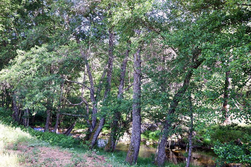 Vista