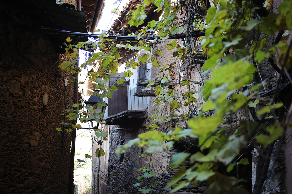 Vista
