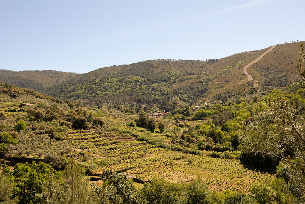 Vista