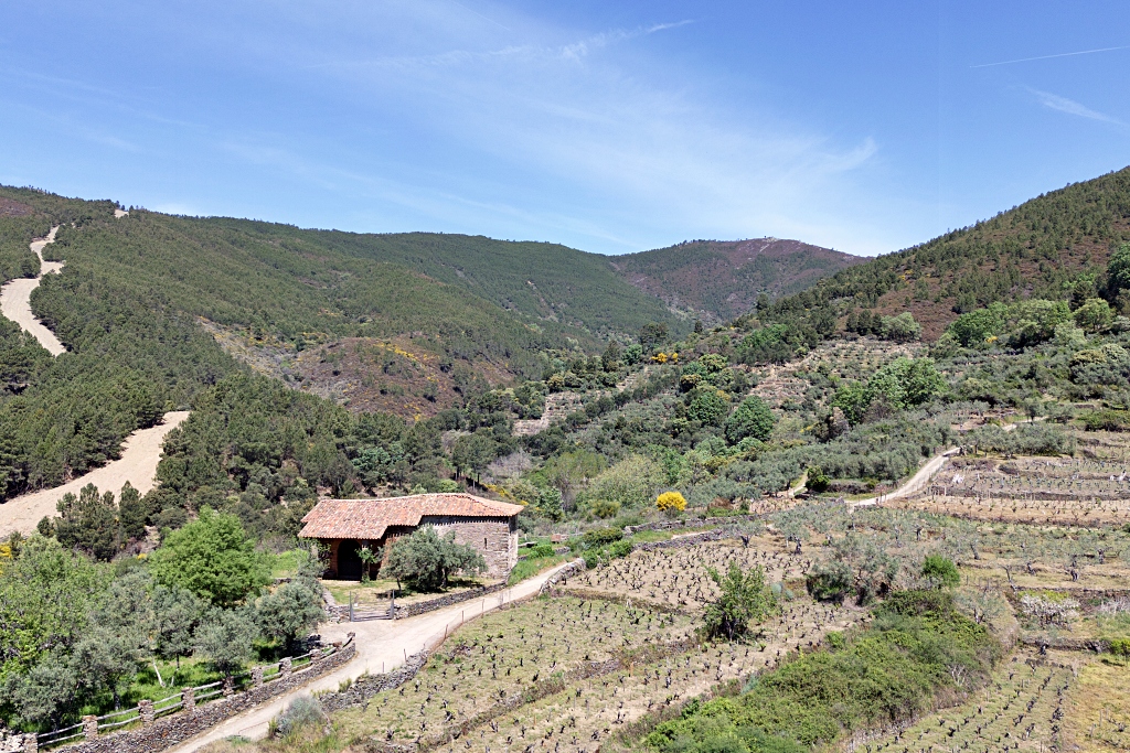 Vista