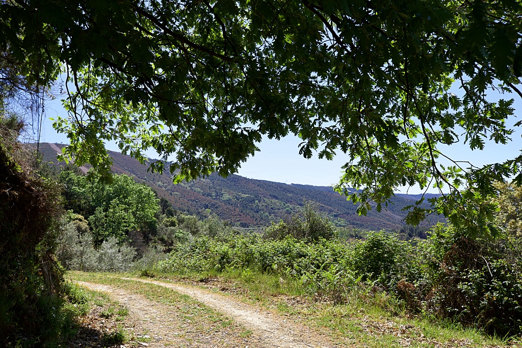 Vista