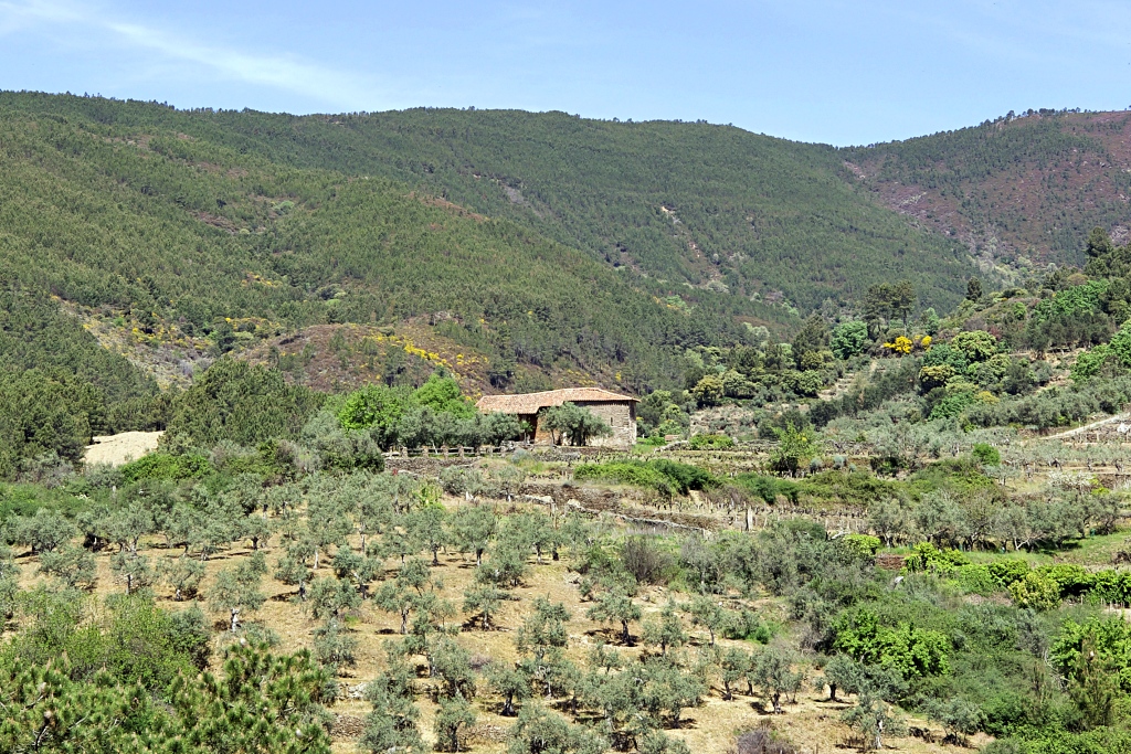Vista