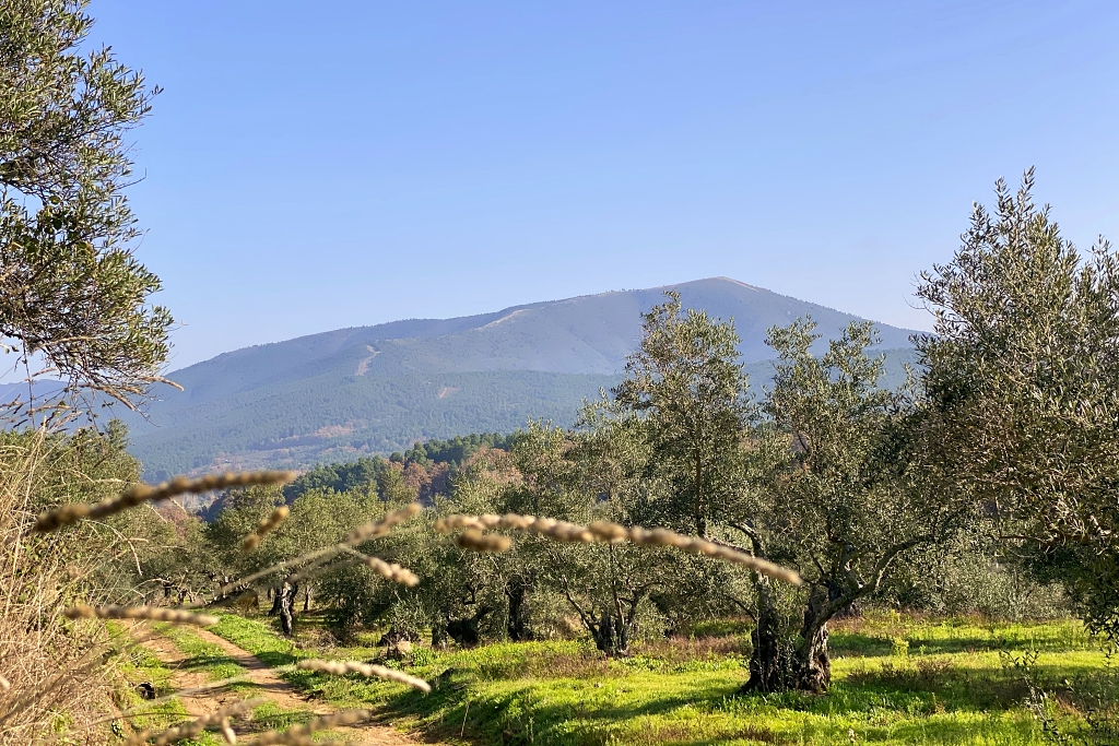 Vista