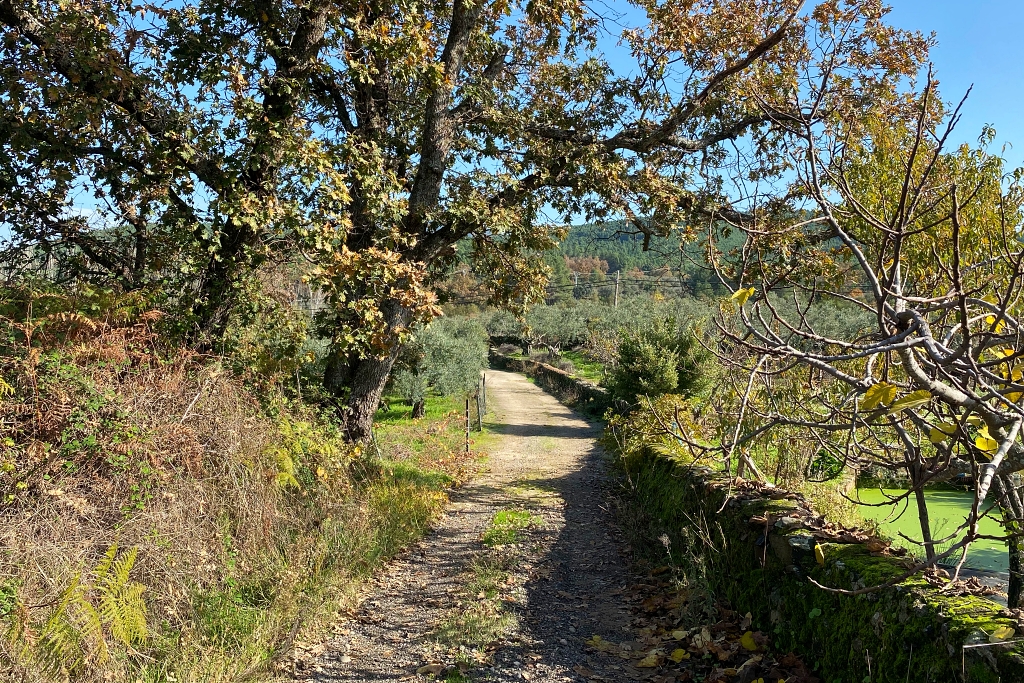 Vista