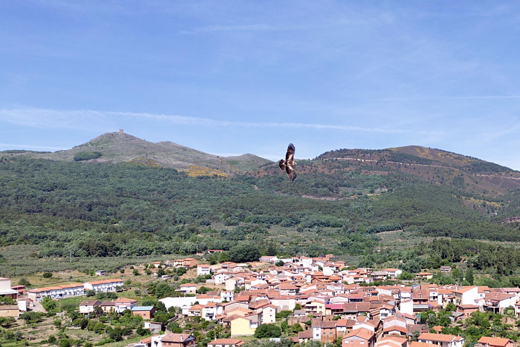 Vista