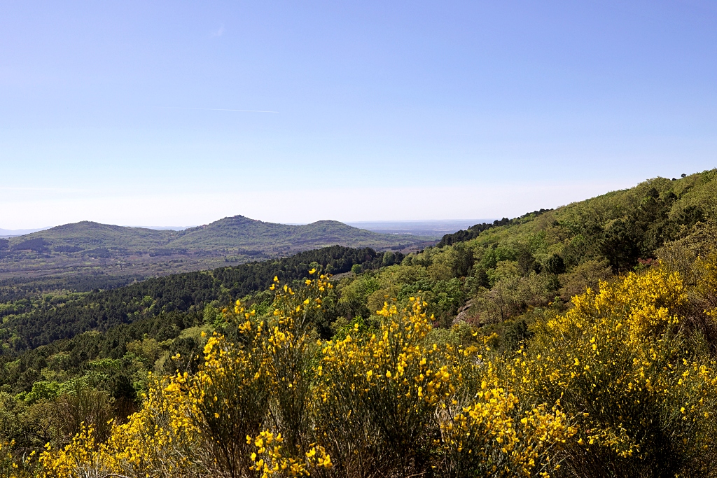 Vista