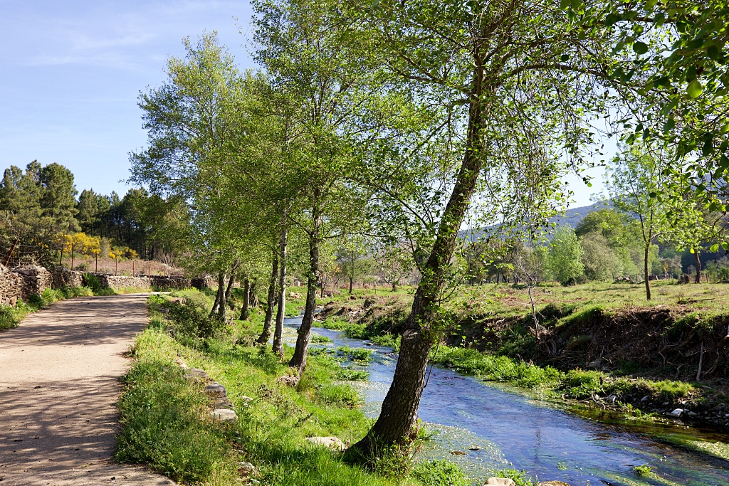 Vista