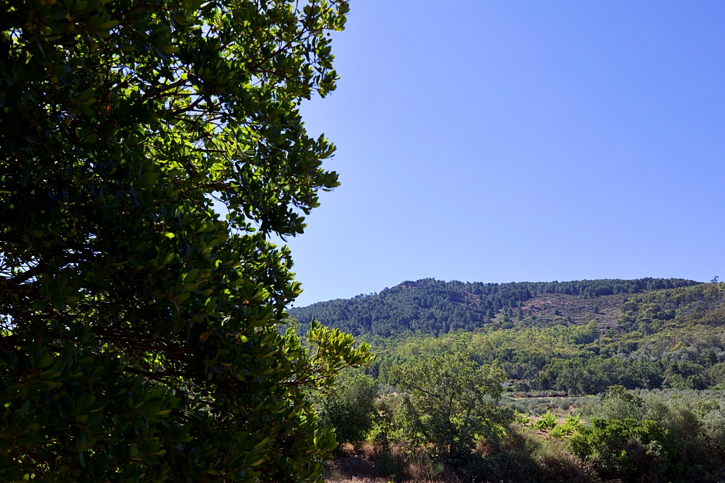 Vista