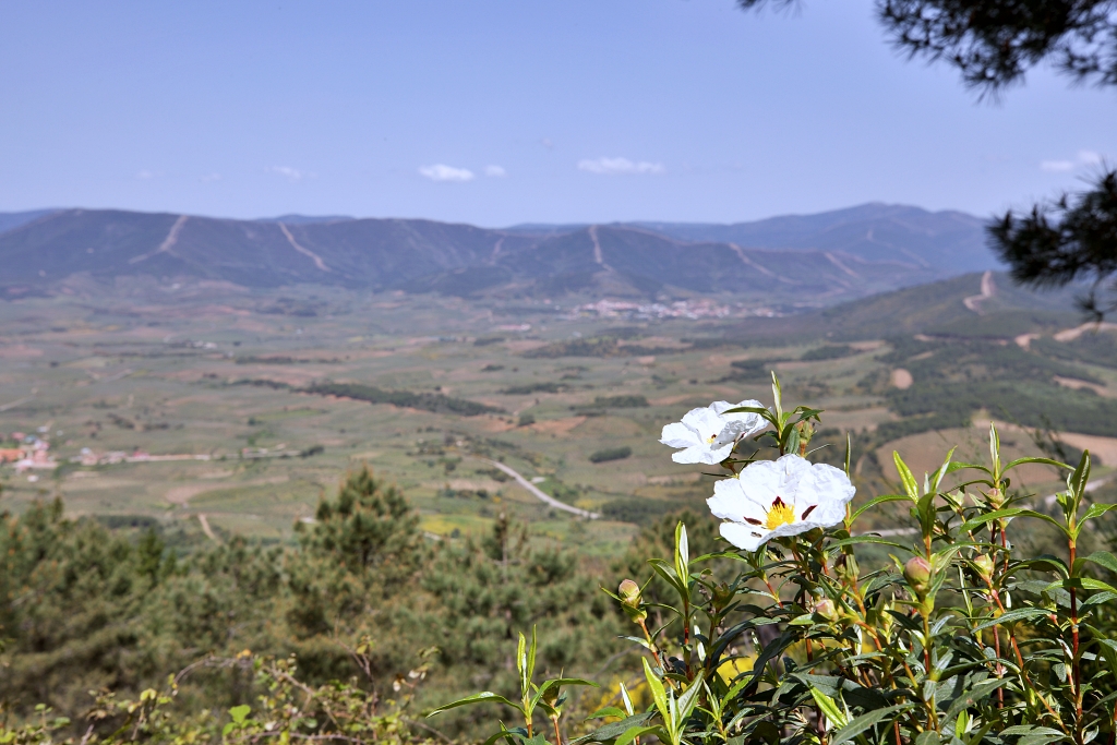 Vista
