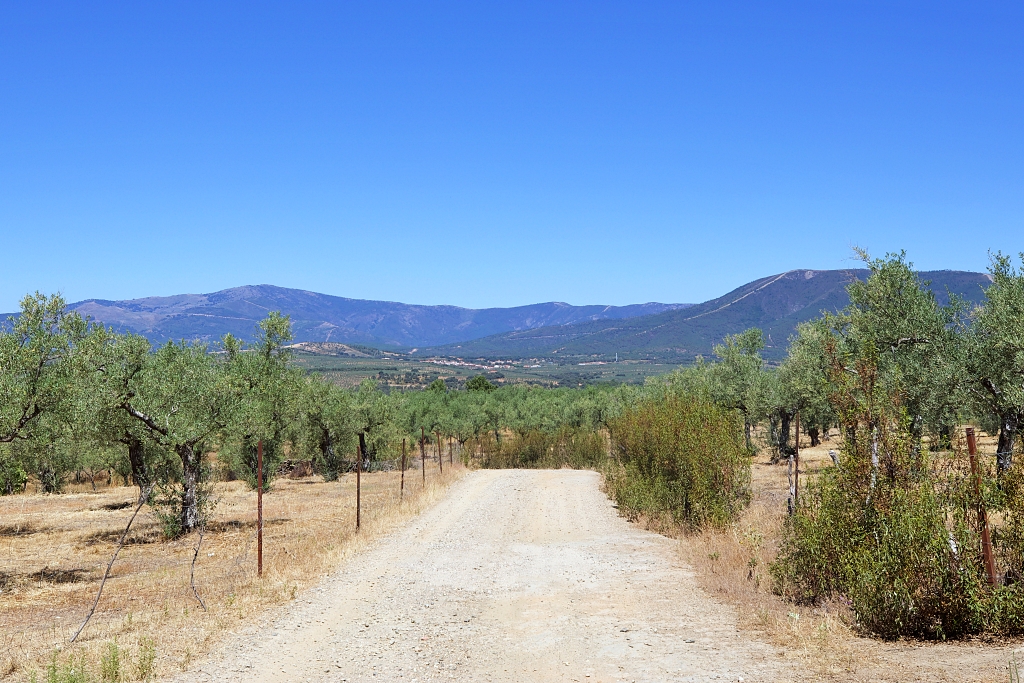 Vista