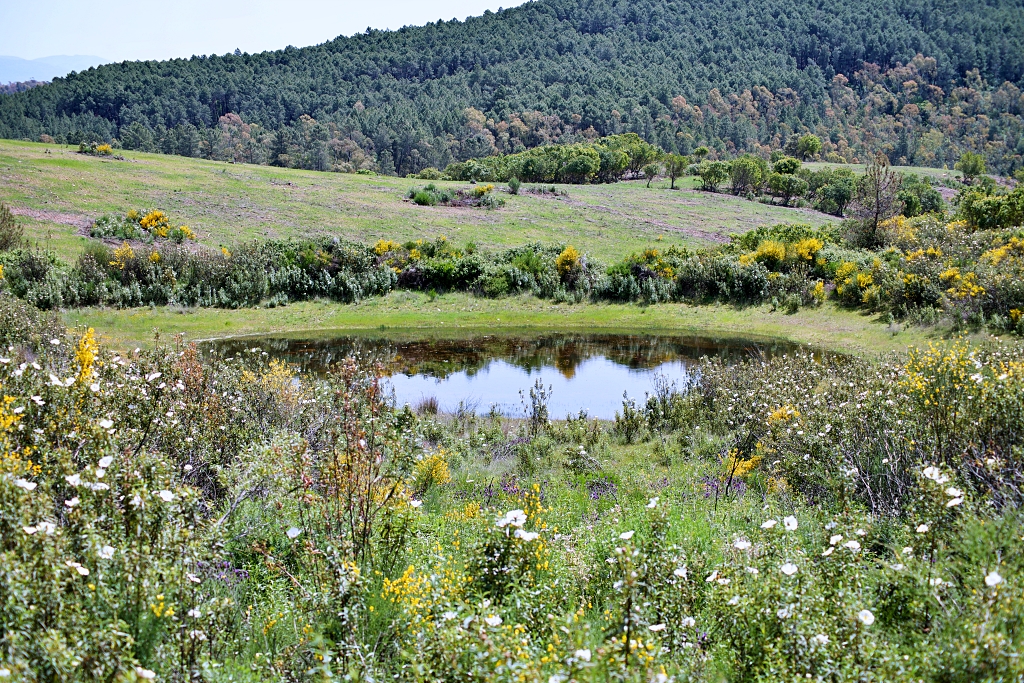 Vista