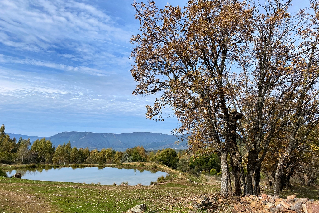 Vista