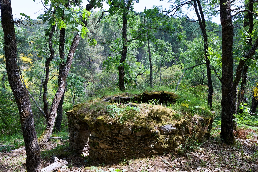 Vista