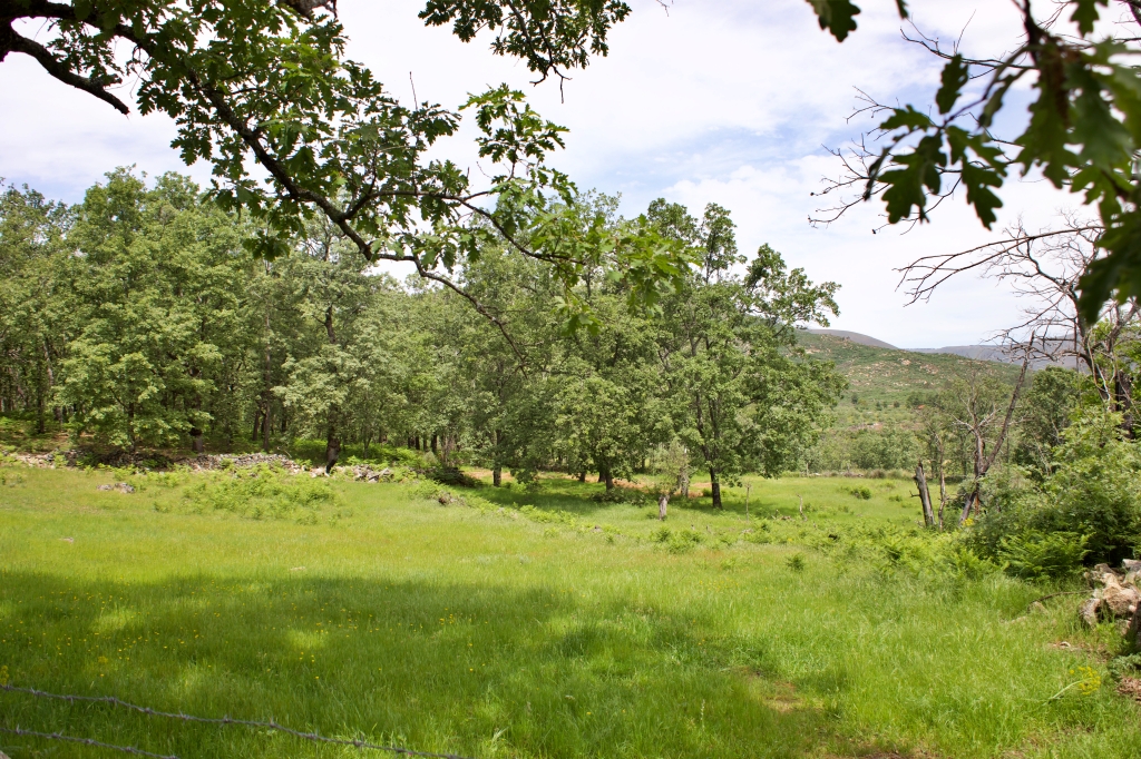 Vista