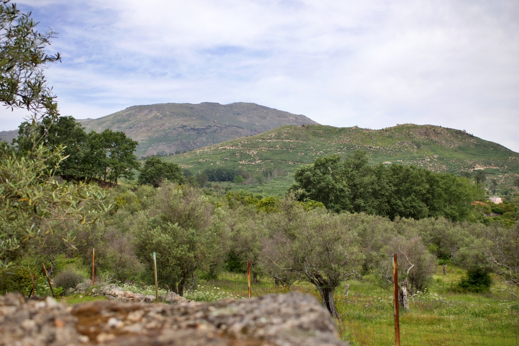Vista