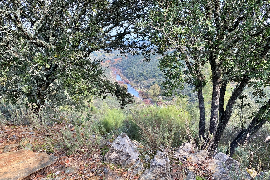 Vista