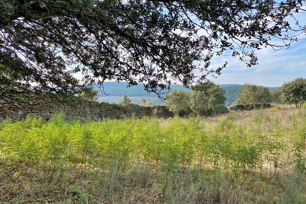 Vista