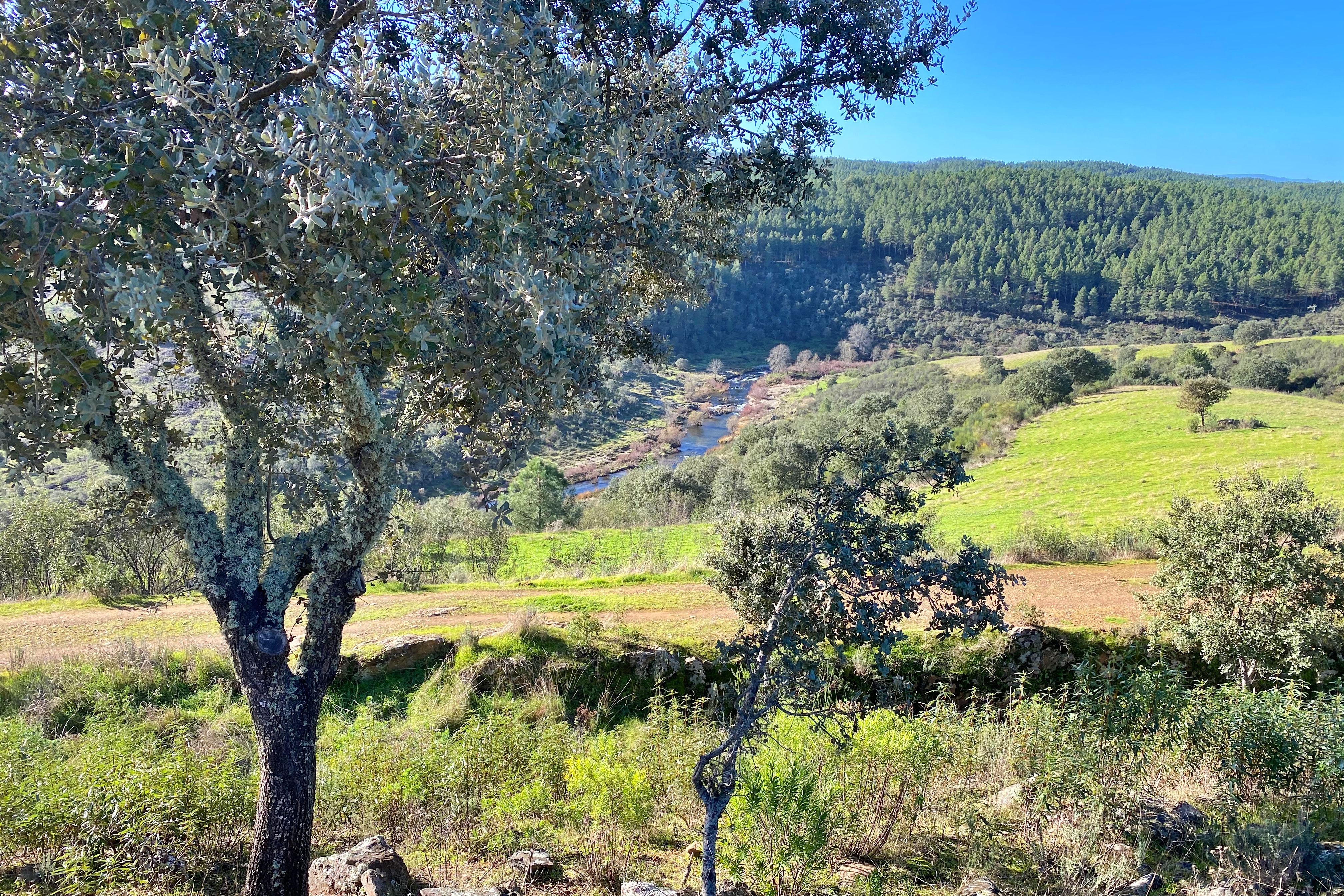 Vista