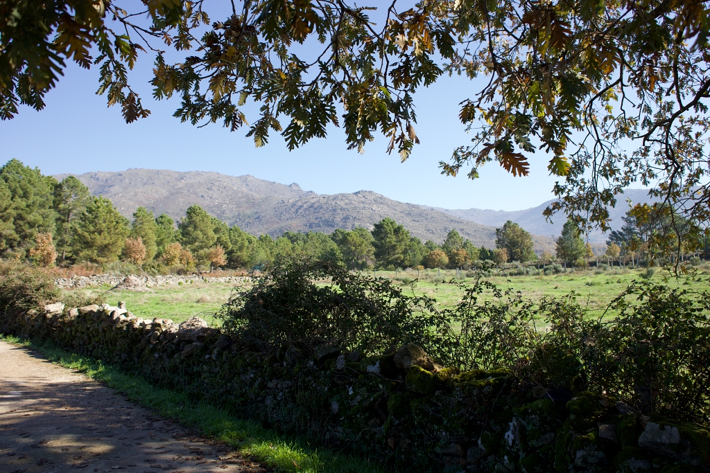 Vista