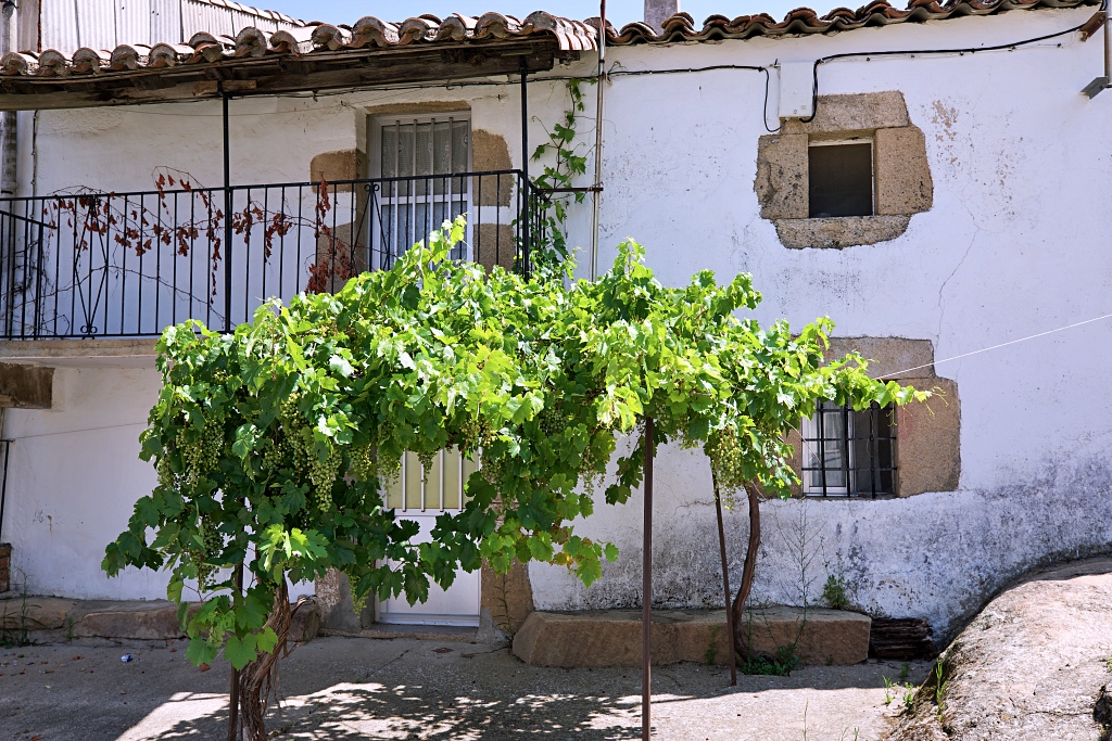 Vista