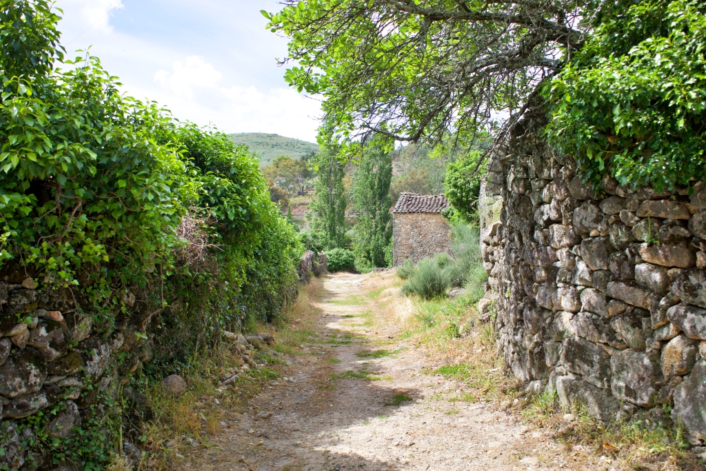 Vista