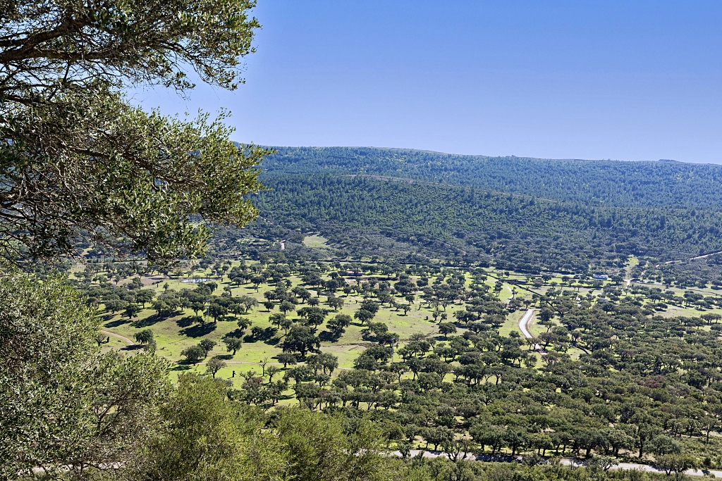 Vista