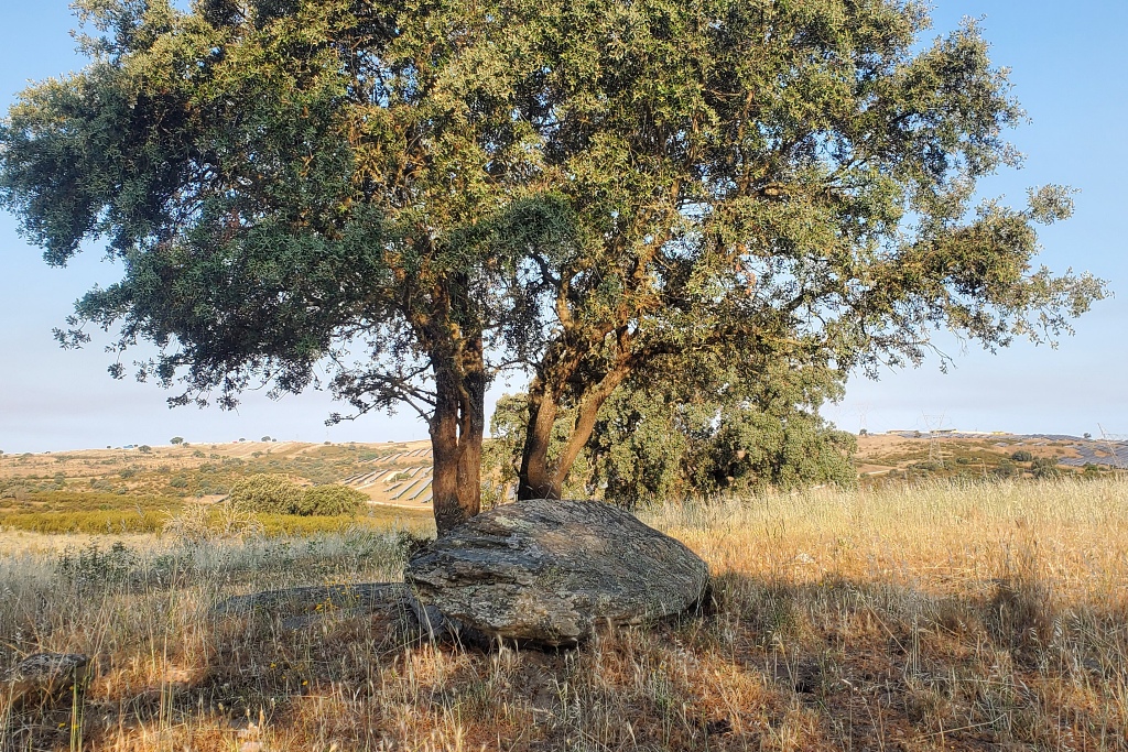 Vista