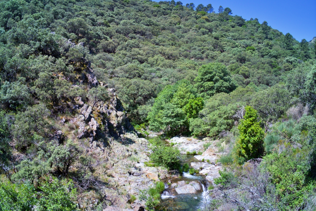 Vista