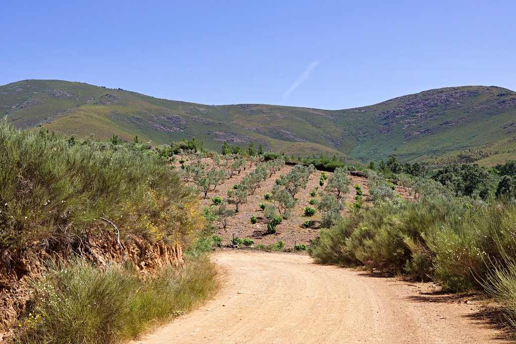Vista