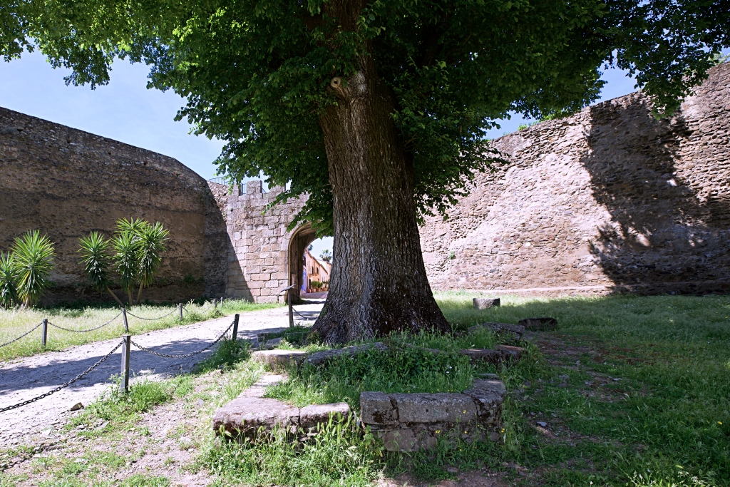 El Olmo de Granadilla