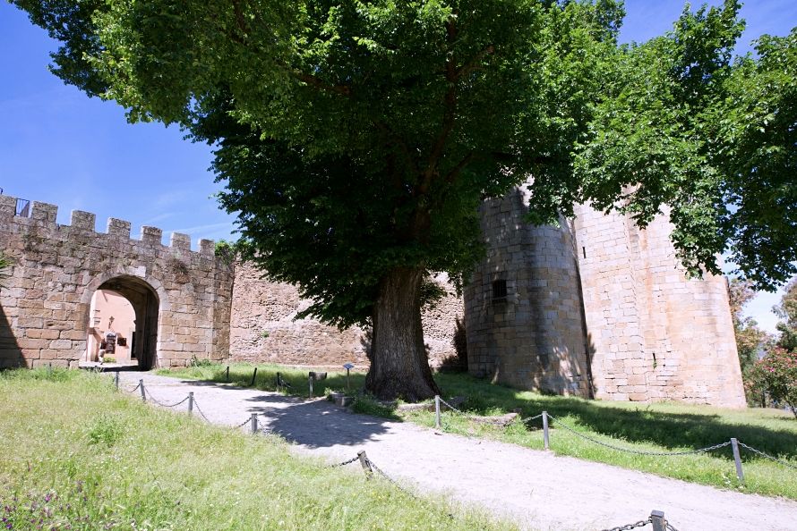 El Olmo de Granadilla