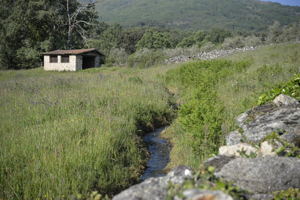 Vista