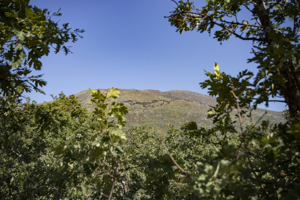 Vista