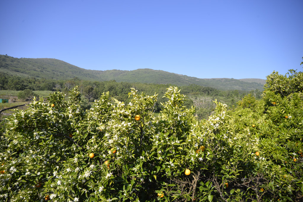Vista